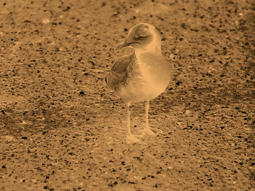 Ring-billed Gull - ML614604155