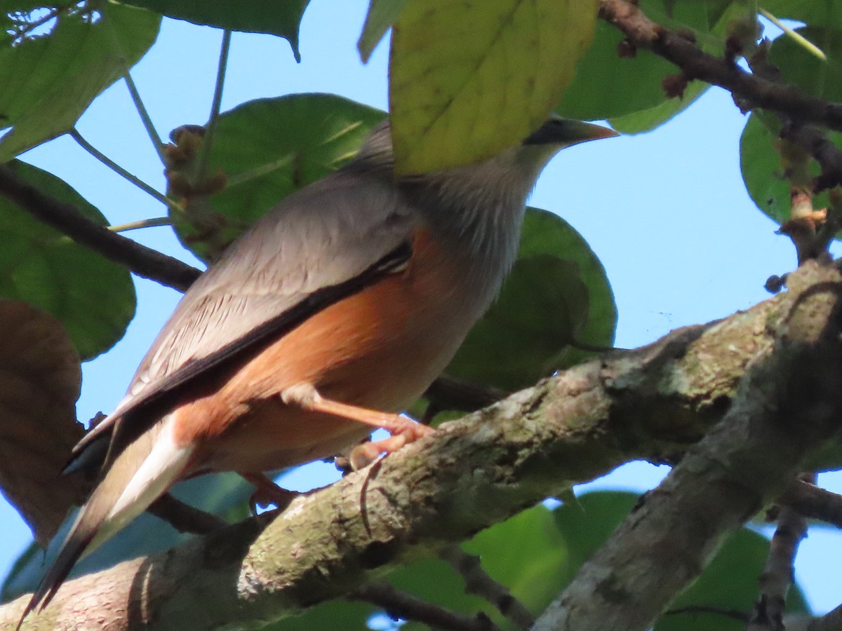 Chestnut-tailed Starling - ML614604164