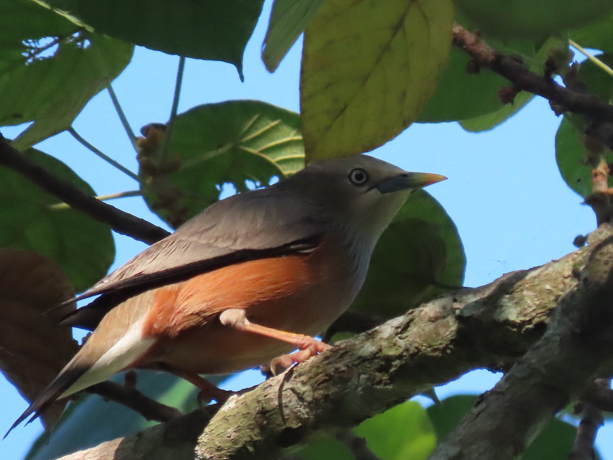 Chestnut-tailed Starling - ML614604165