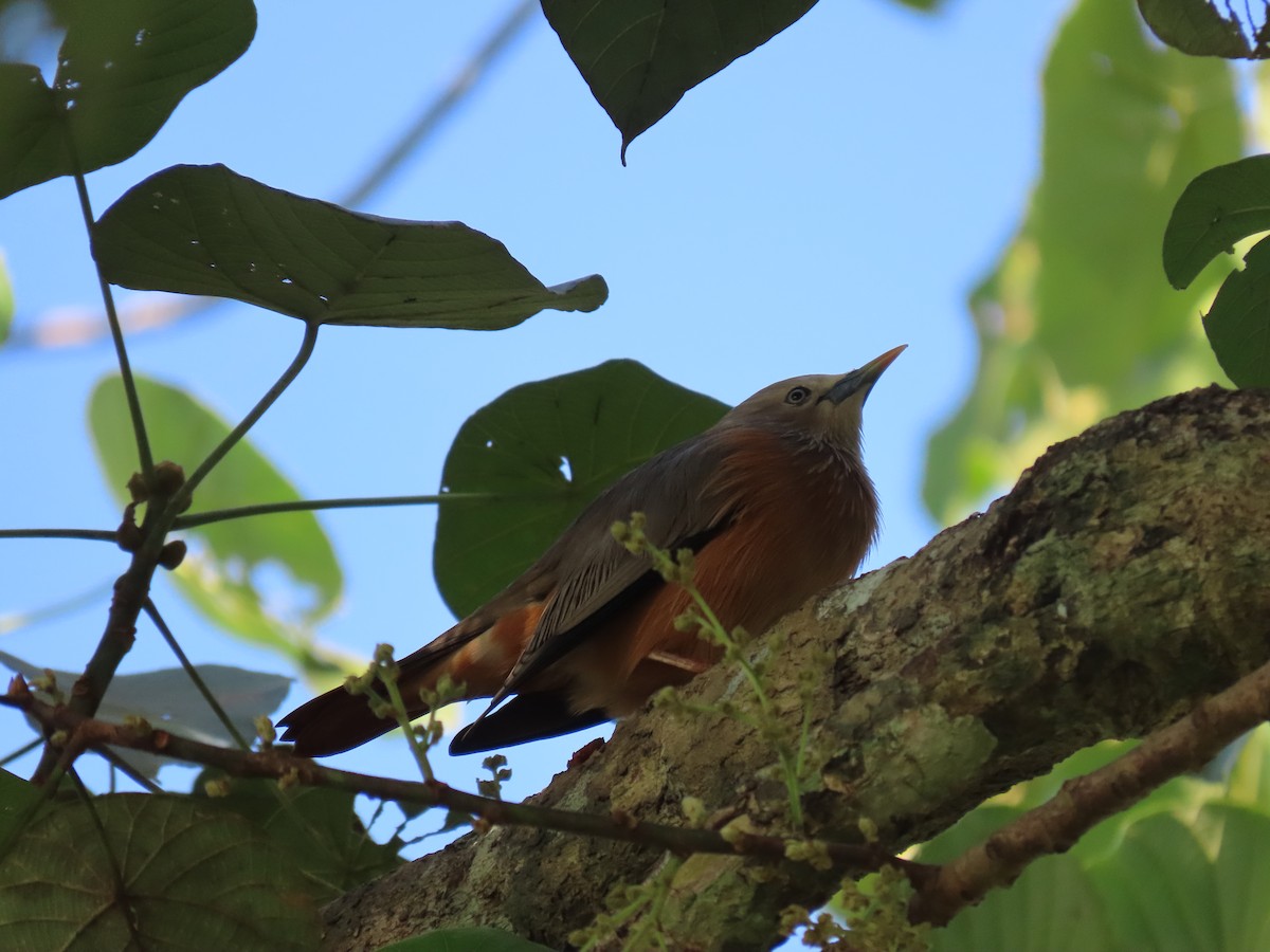 Chestnut-tailed Starling - ML614604167