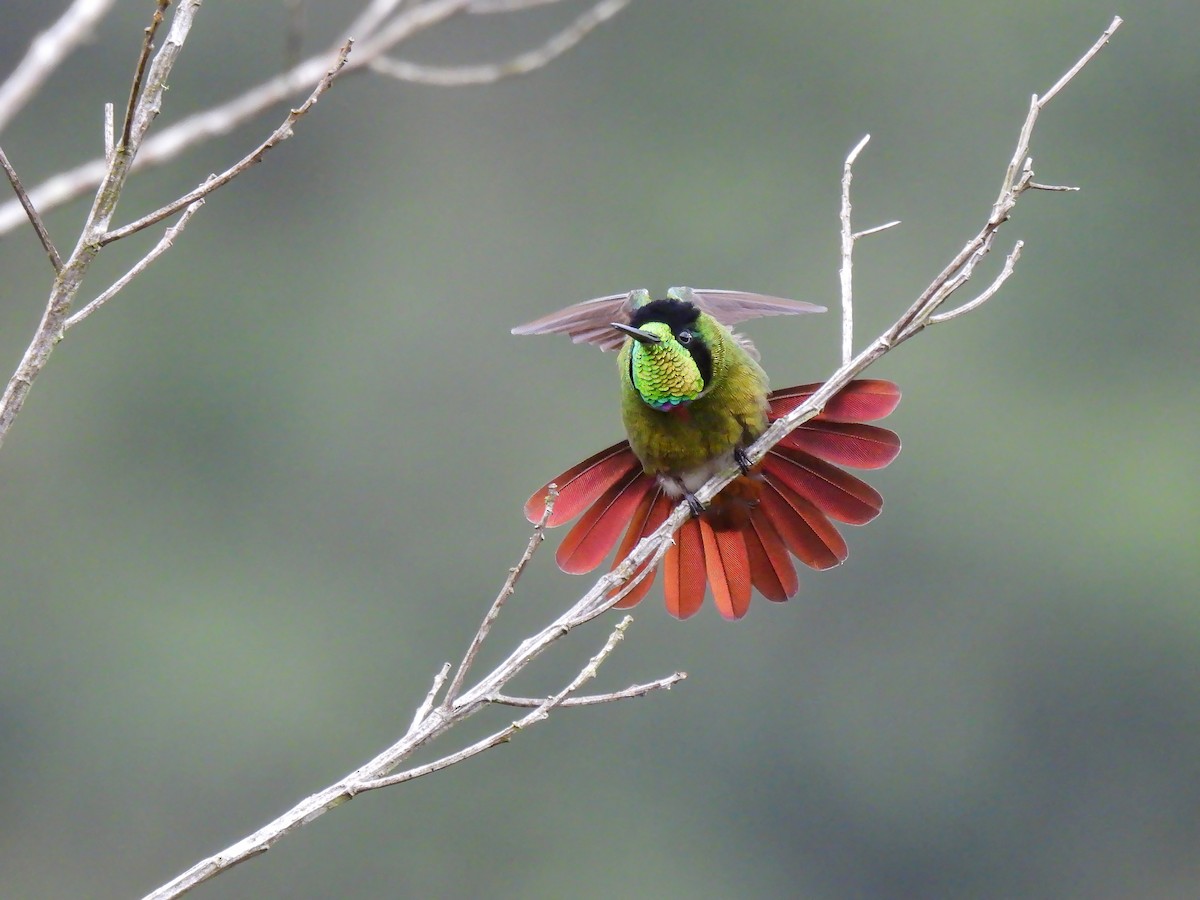 Colibrí Lumaquela - ML614604173