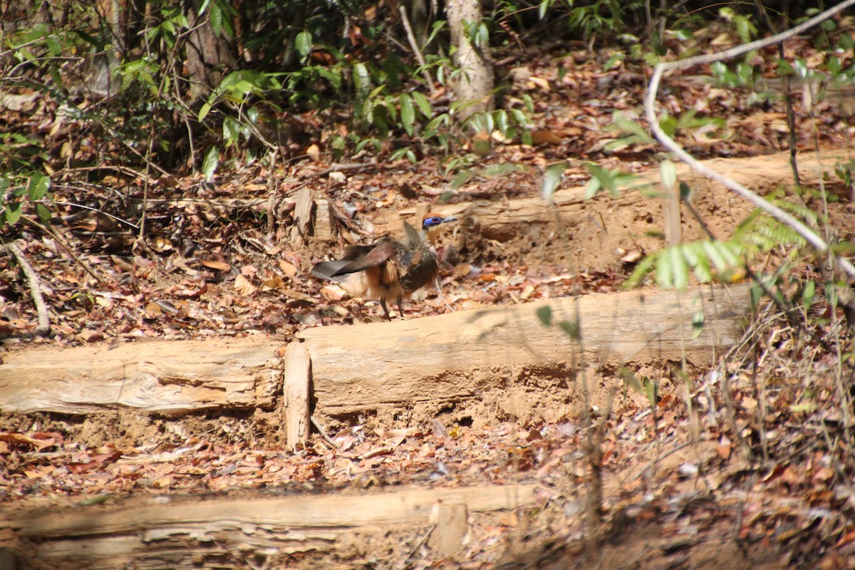 Red-capped Coua - ML614604193