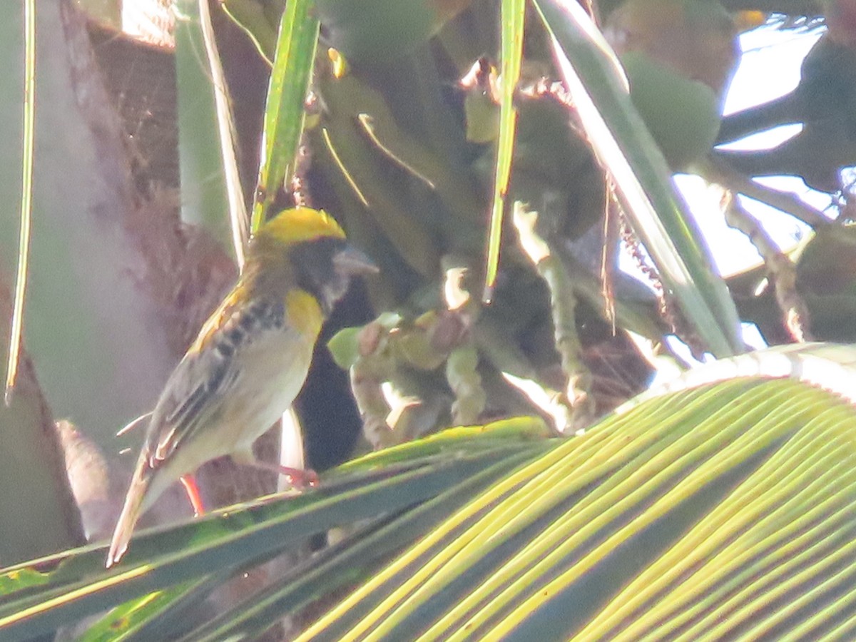 Baya Weaver - ML614604198