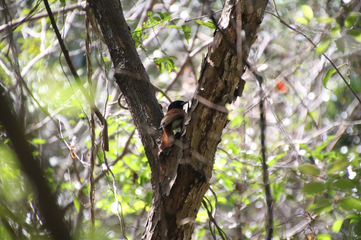 Rufous Vanga - Liam Singh