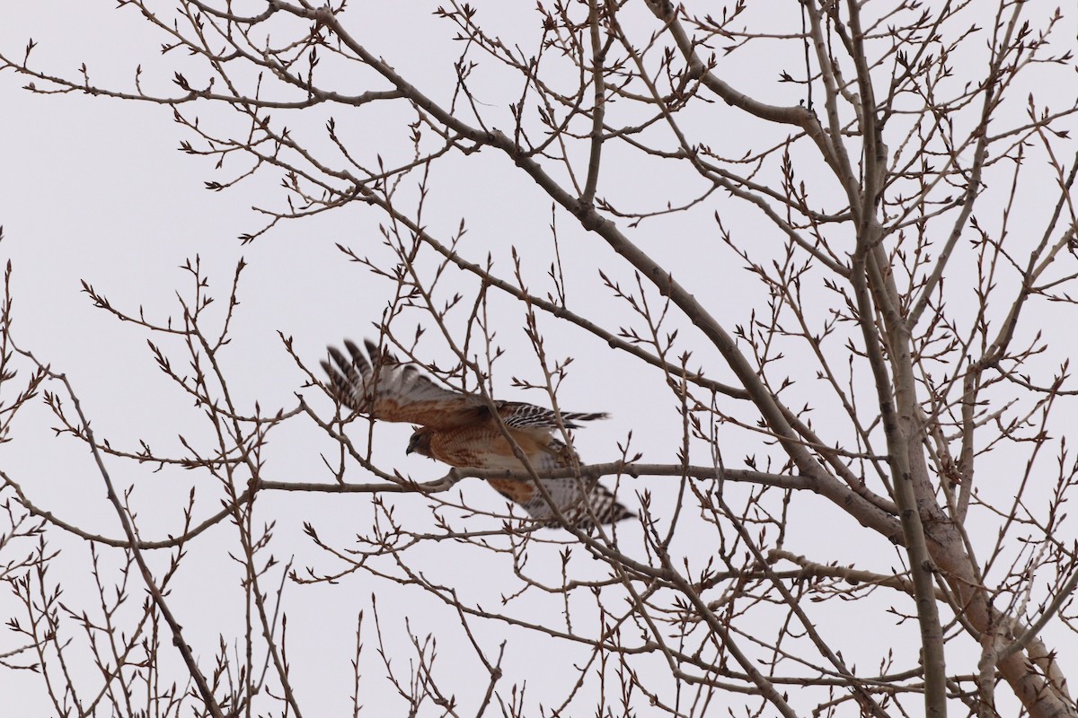 Red-shouldered Hawk - ML614604205