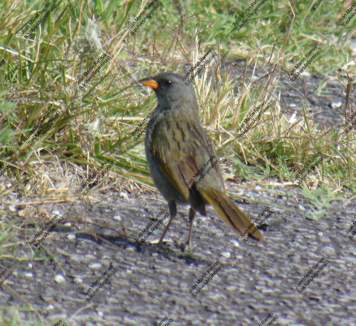 Great Pampa-Finch - ML614604225