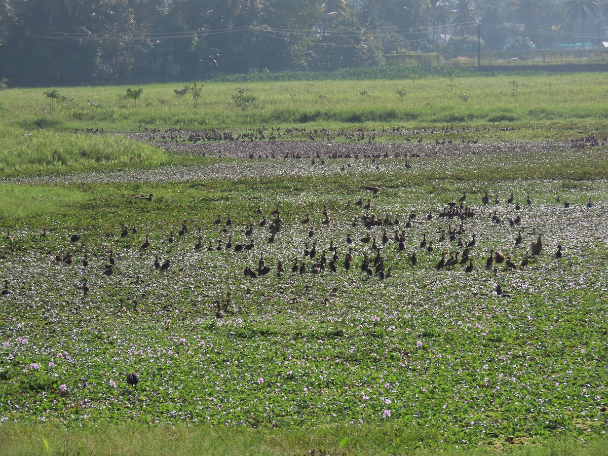 Lesser Whistling-Duck - ML614604226