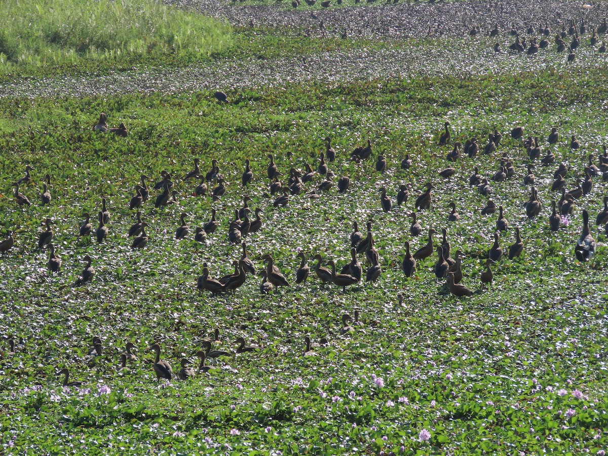 Lesser Whistling-Duck - ML614604227