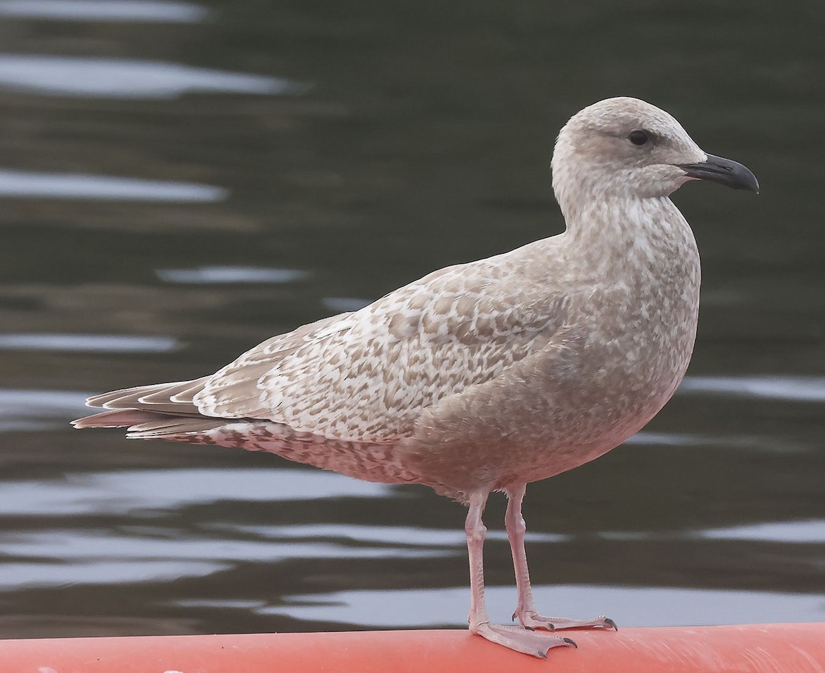 Iceland Gull (Thayer's) - ML614604268