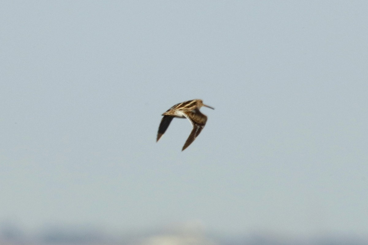 Common Snipe - ML614604285