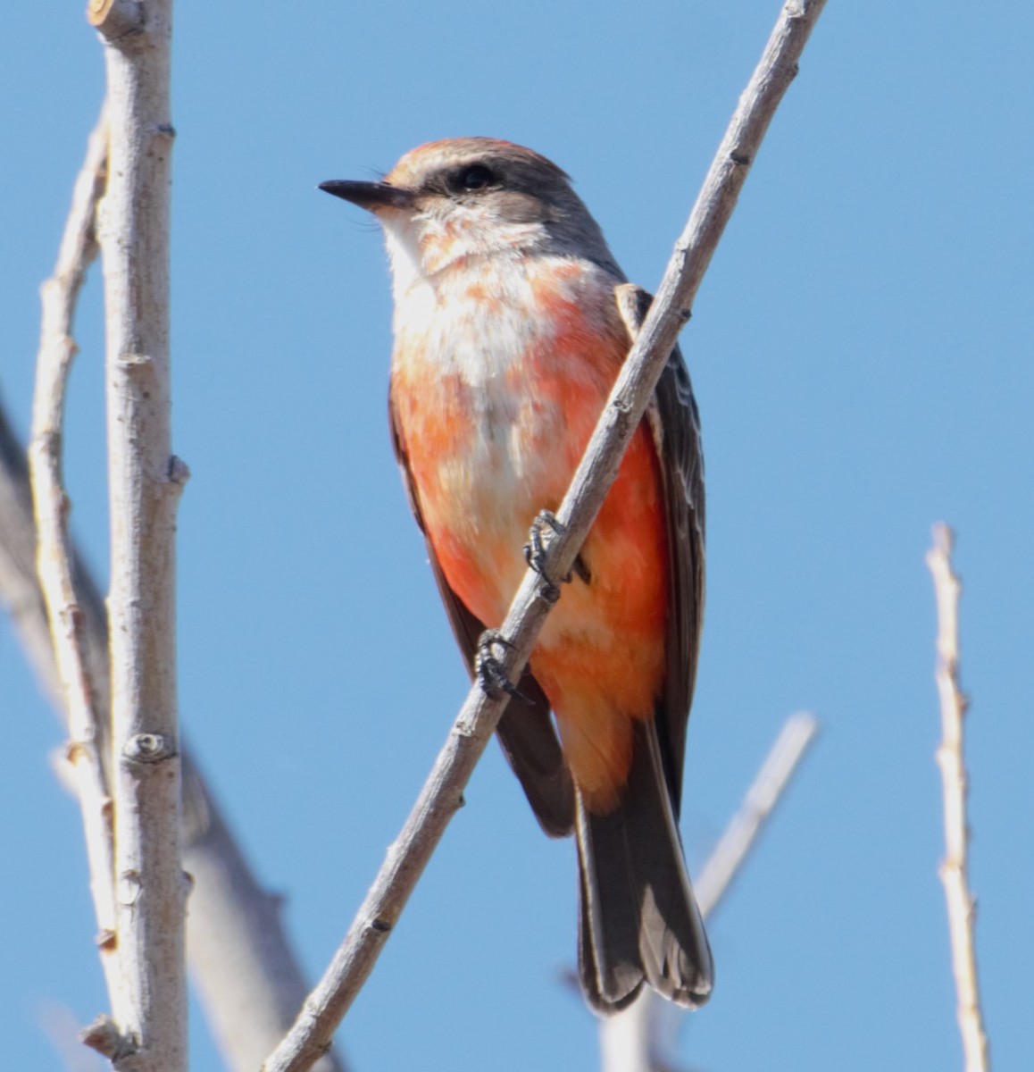 Vermilion Flycatcher - Michael Vermue