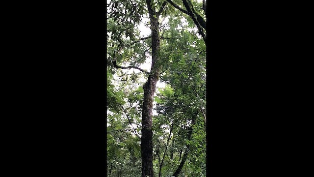 Black-banded Woodcreeper - ML614604315