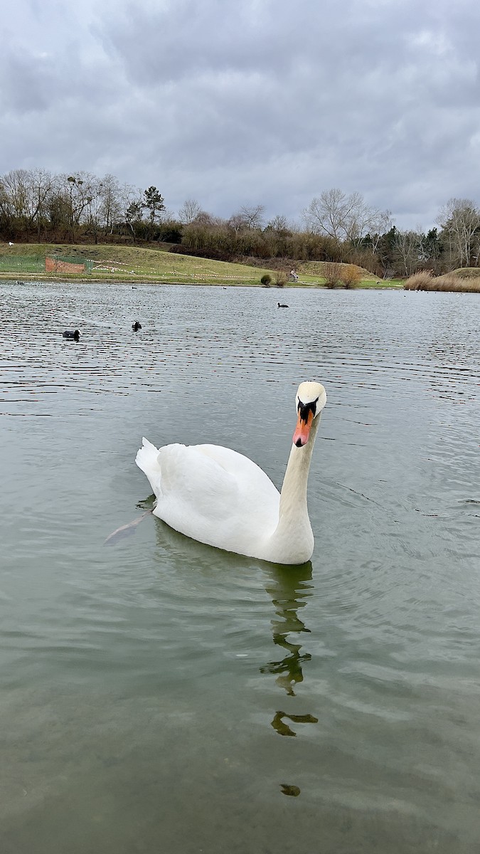 Cygne tuberculé - ML614604324