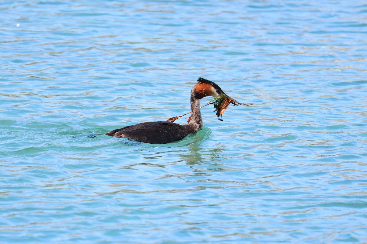 Great Crested Grebe - ML614604347