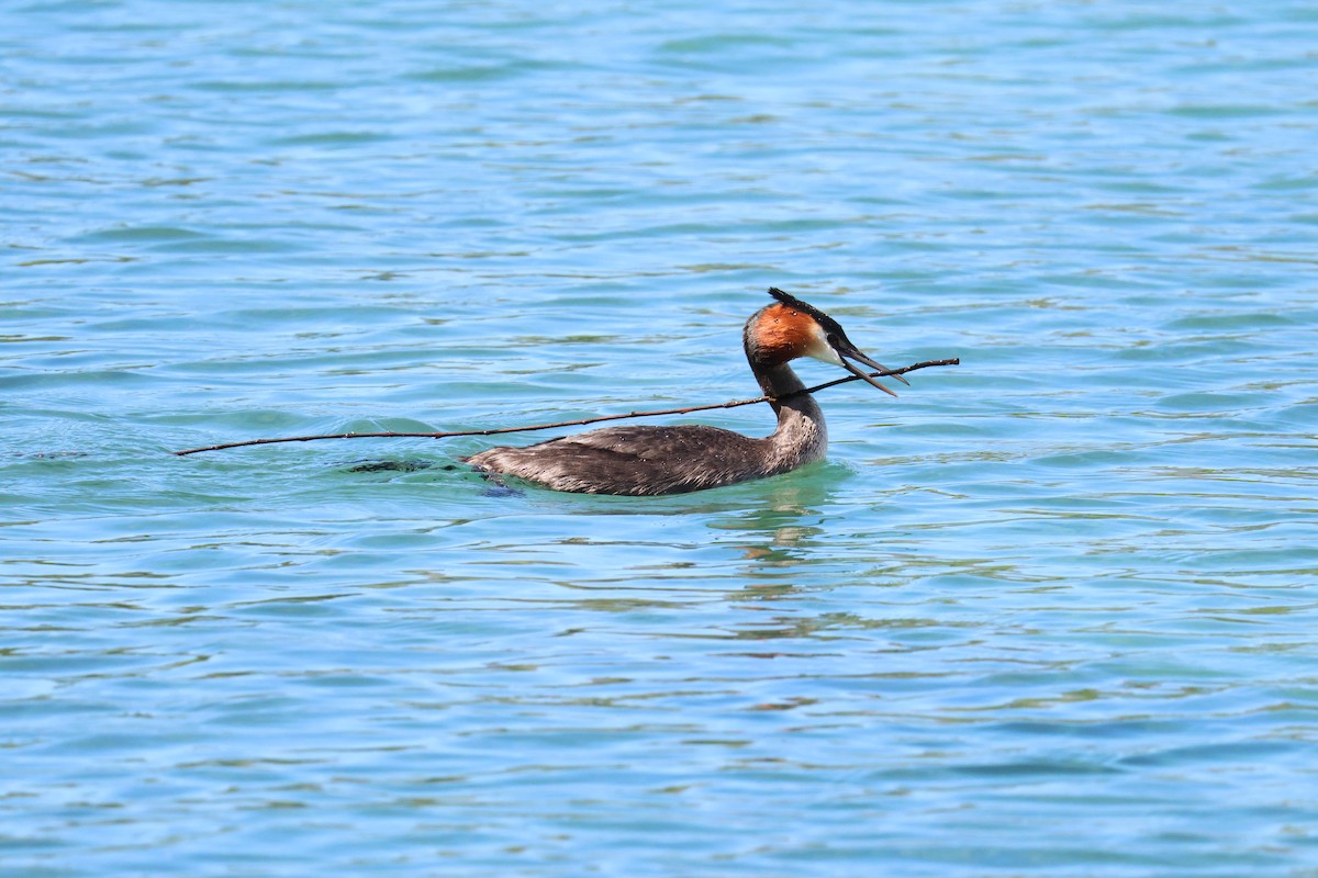 Great Crested Grebe - ML614604349