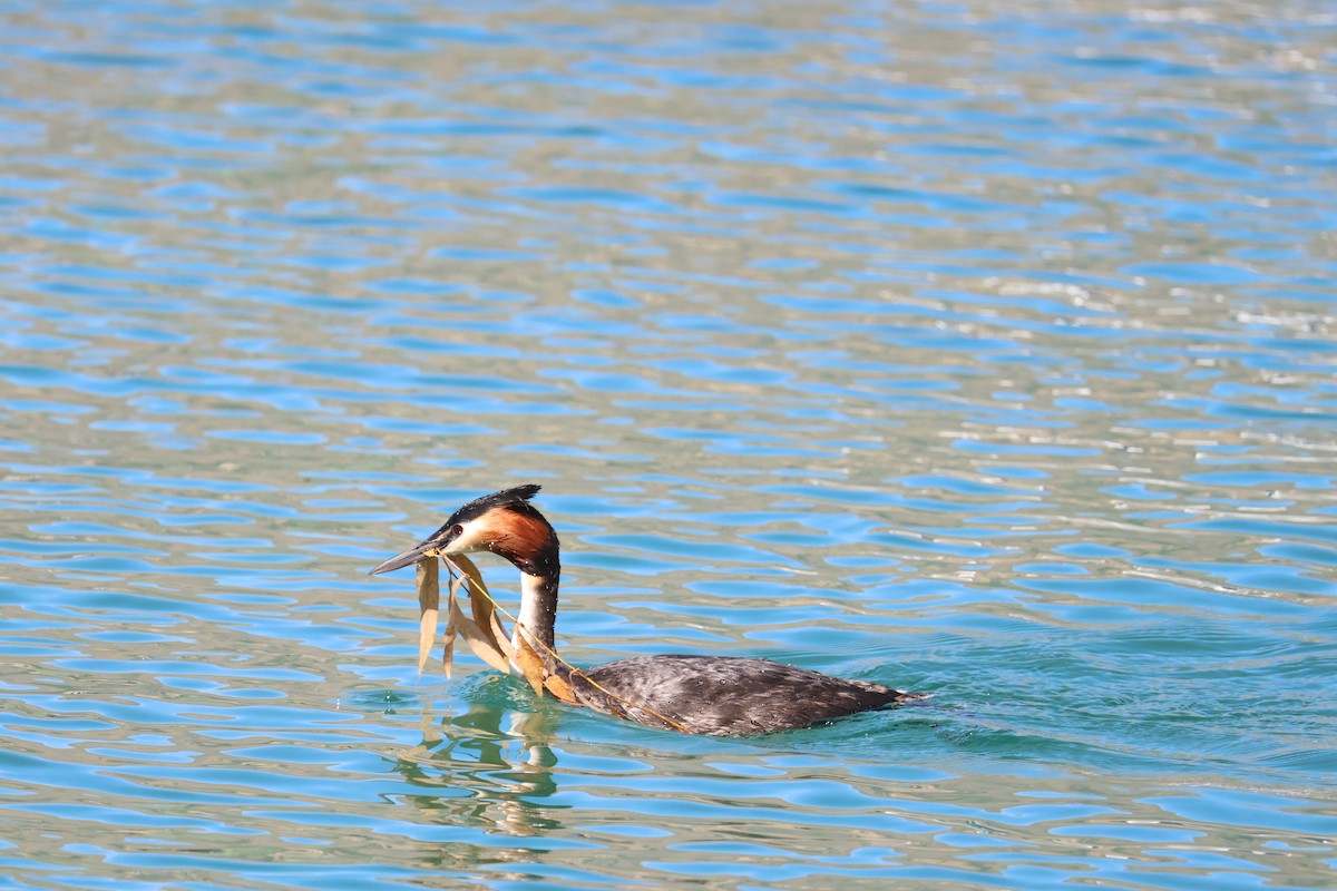 Great Crested Grebe - ML614604350