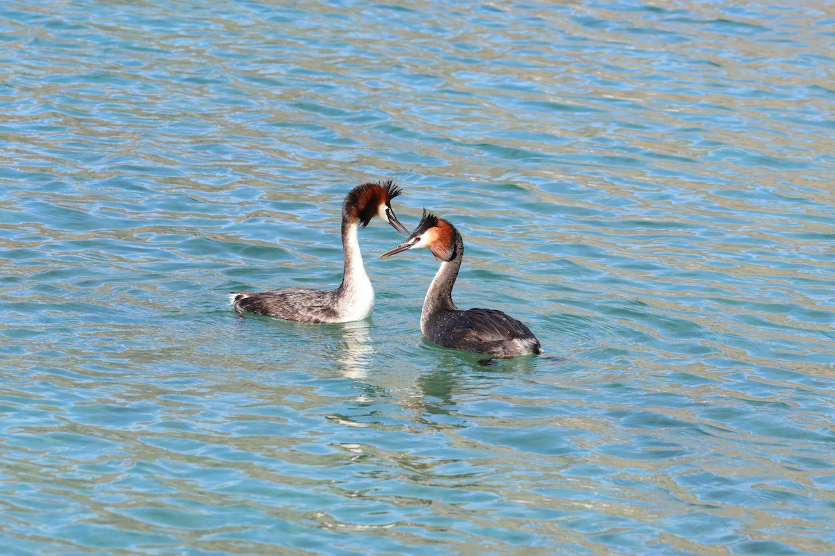 Great Crested Grebe - ML614604351