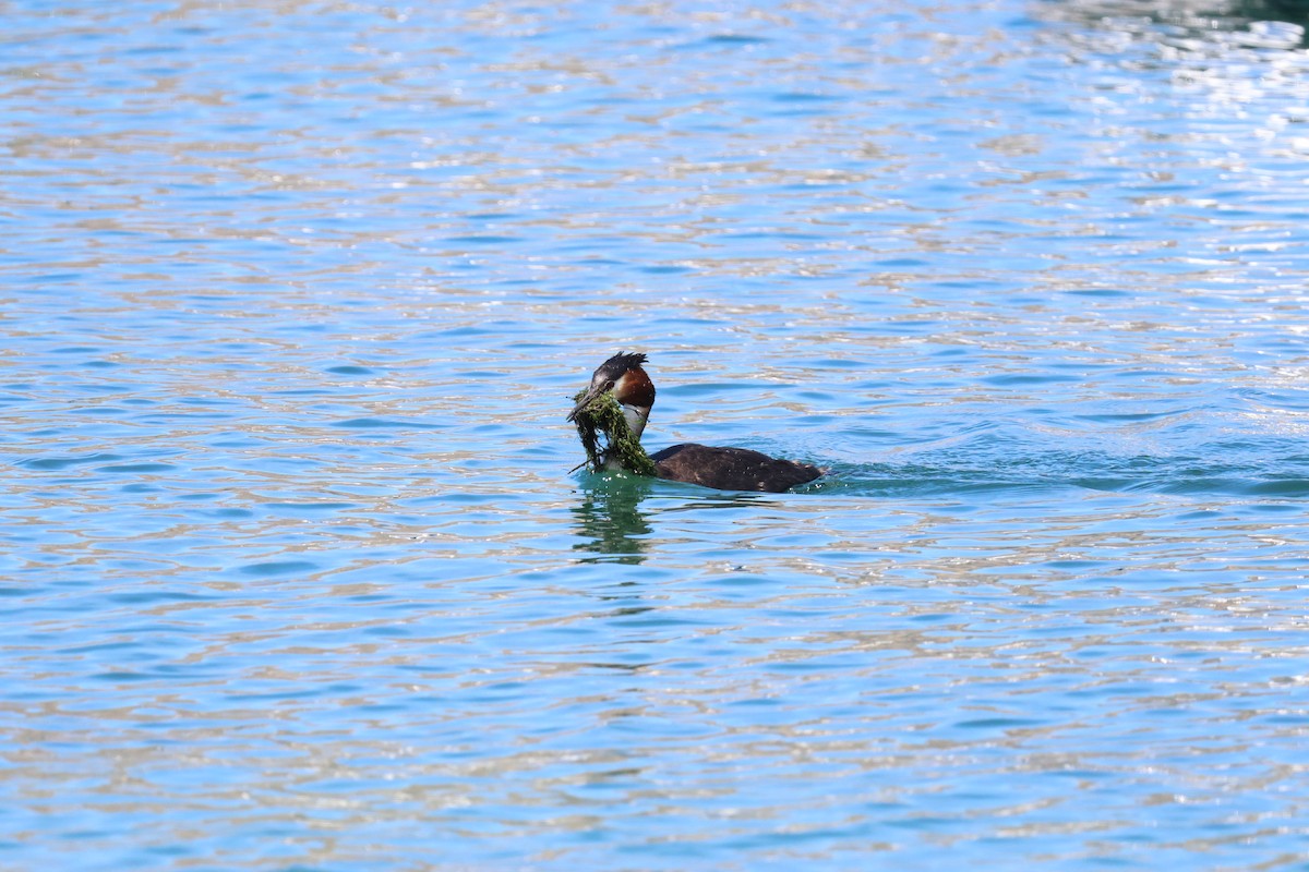 Great Crested Grebe - Bhubordee Ngamphueak