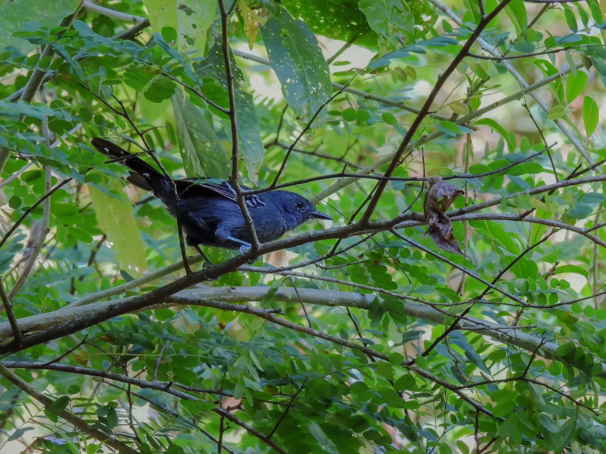 Rio de Janeiro Antbird - ML614604353