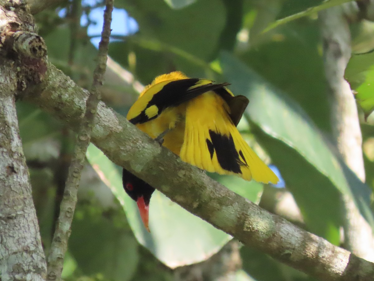 Black-hooded Oriole - ML614604358