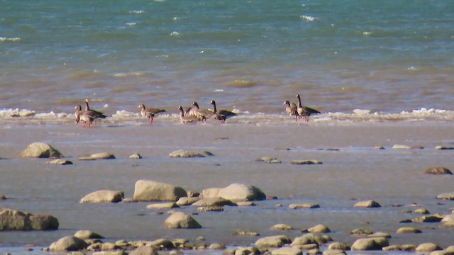 Greater White-fronted Goose - ML614604361