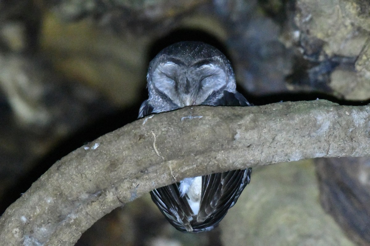 Sooty Owl - ML614604365