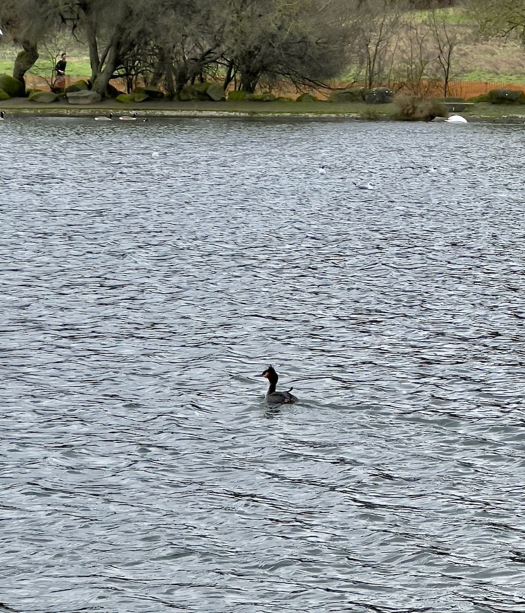 Great Crested Grebe - ML614604370