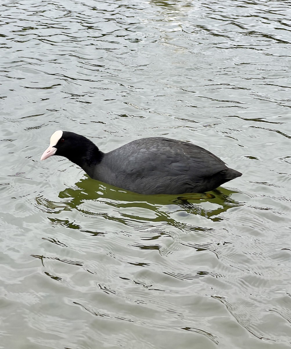 Eurasian Coot - ML614604386