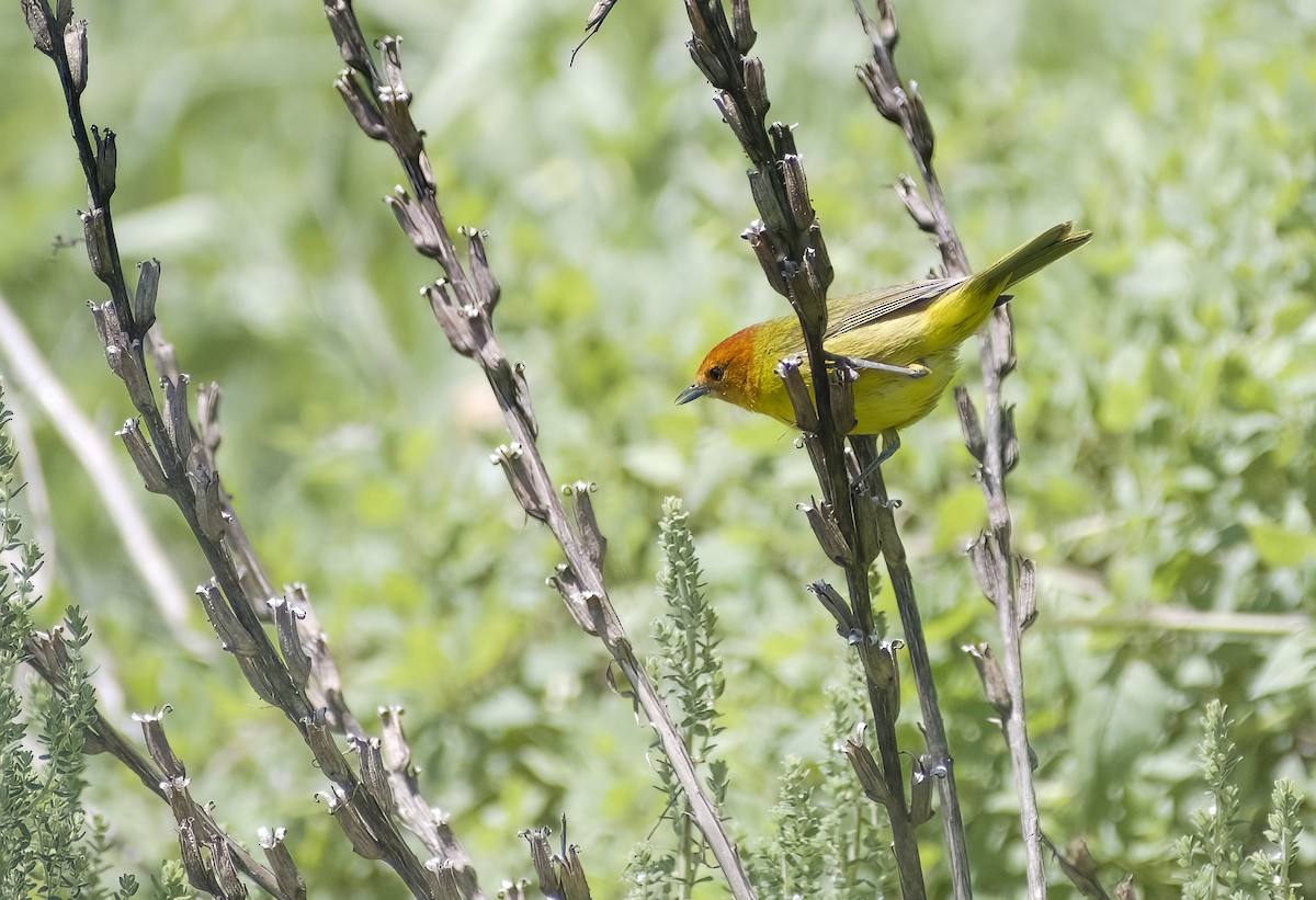 Rust-and-yellow Tanager - ML614604410