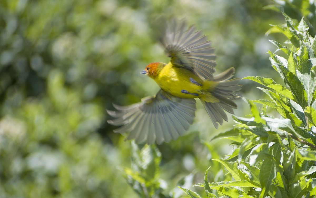 Rust-and-yellow Tanager - Giselle Mangini