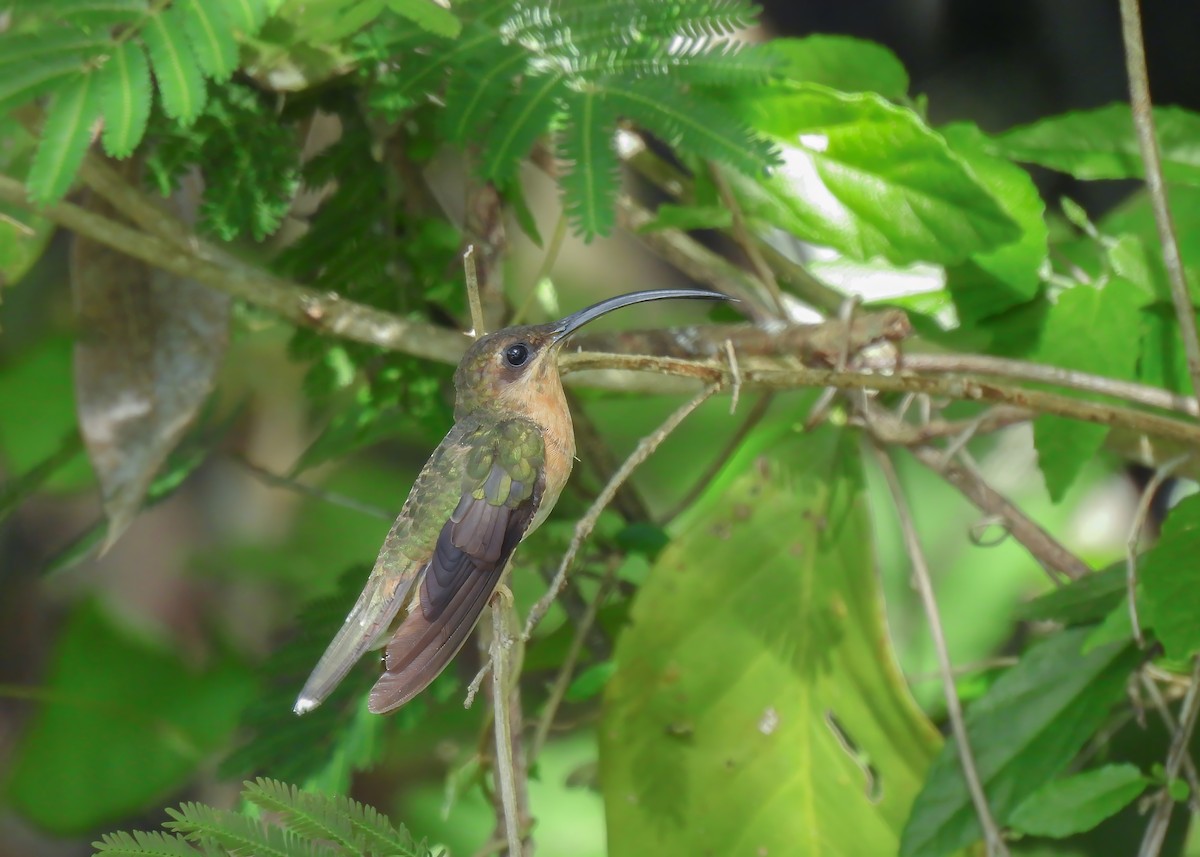 Rufous-breasted Hermit - ML614604441