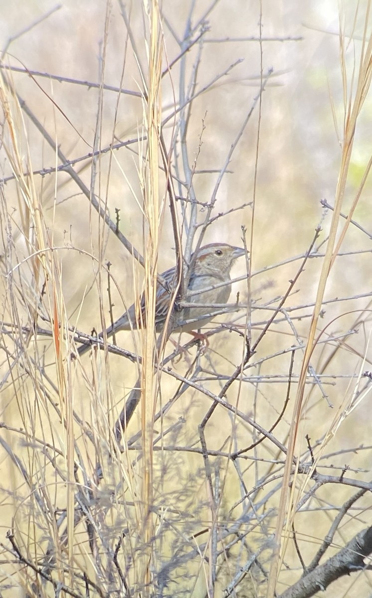 Bachman's Sparrow - Barbara Stewman