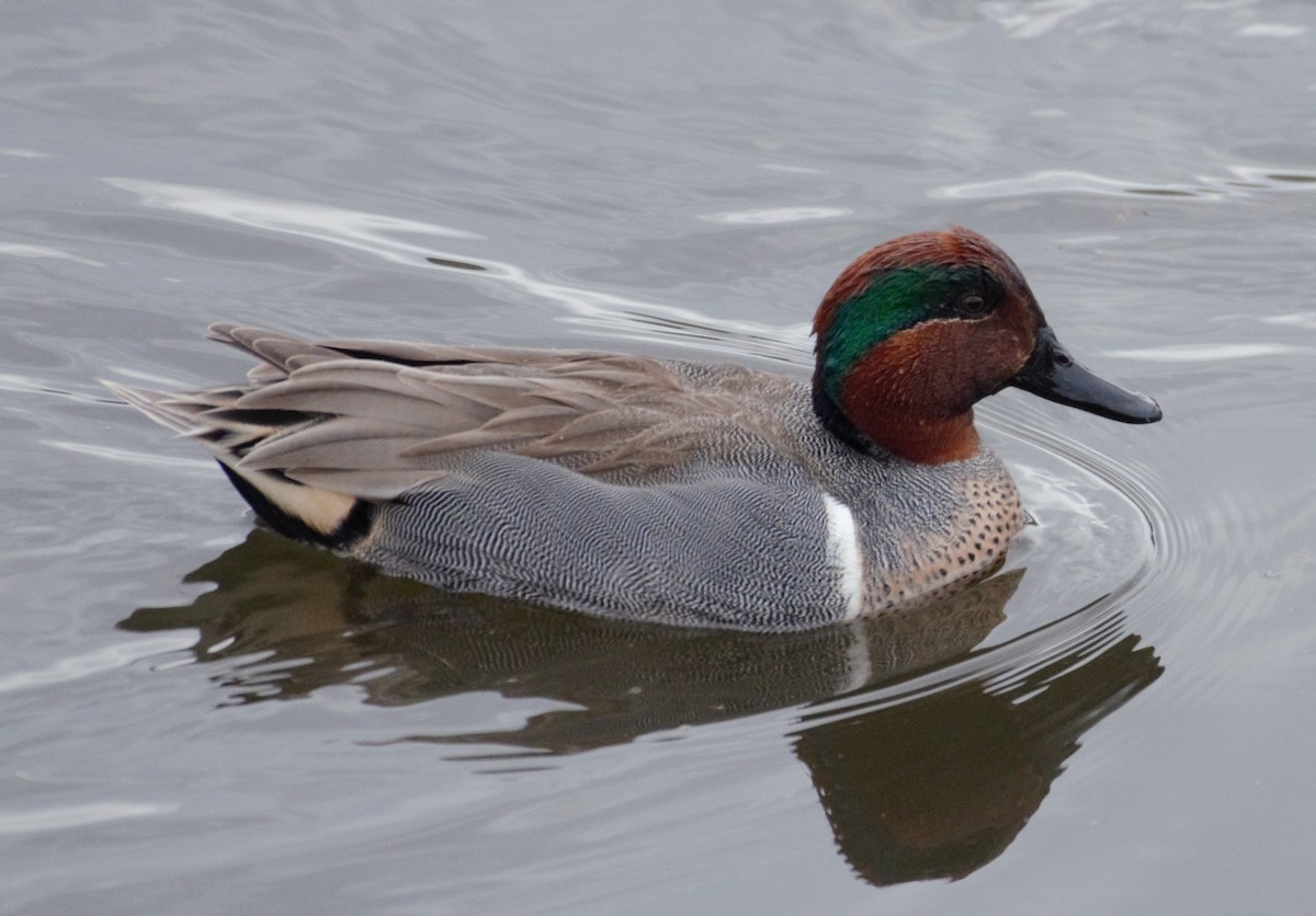 Green-winged Teal - Michael Vermue