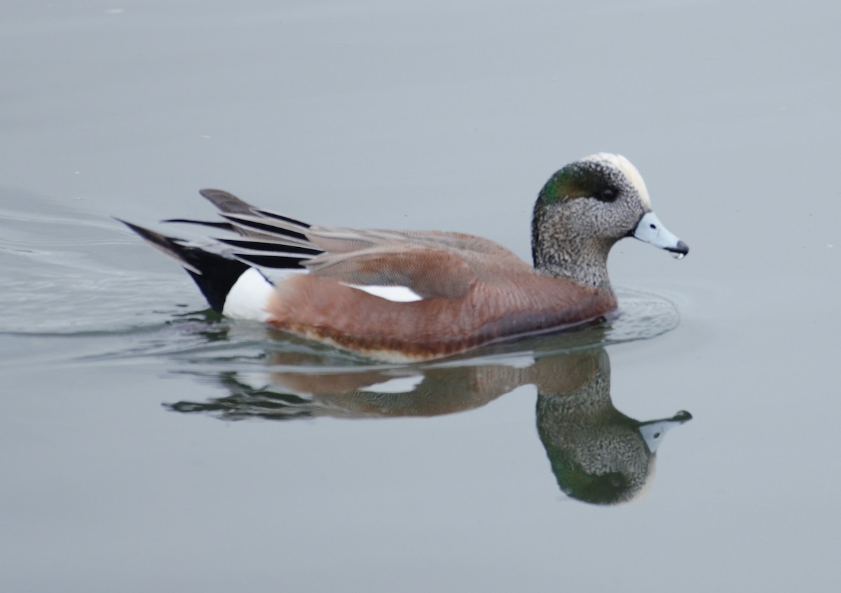 American Wigeon - Michael Vermue