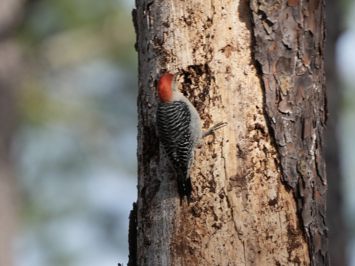 Red-bellied Woodpecker - ML614604463