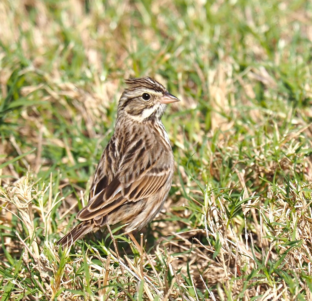 Savannah Sparrow - ML614604484