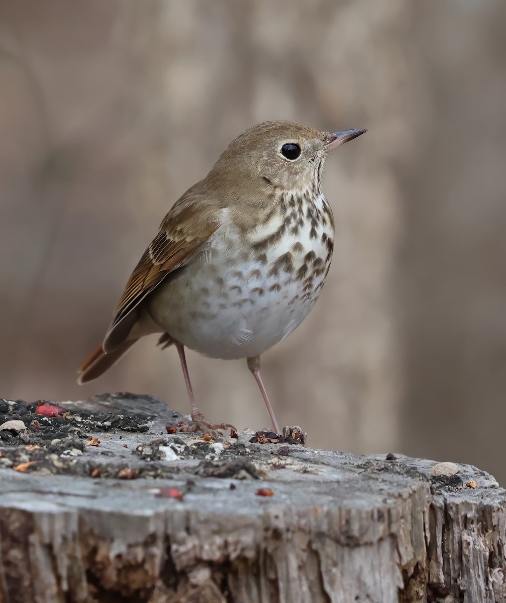 Hermit Thrush - Lori White