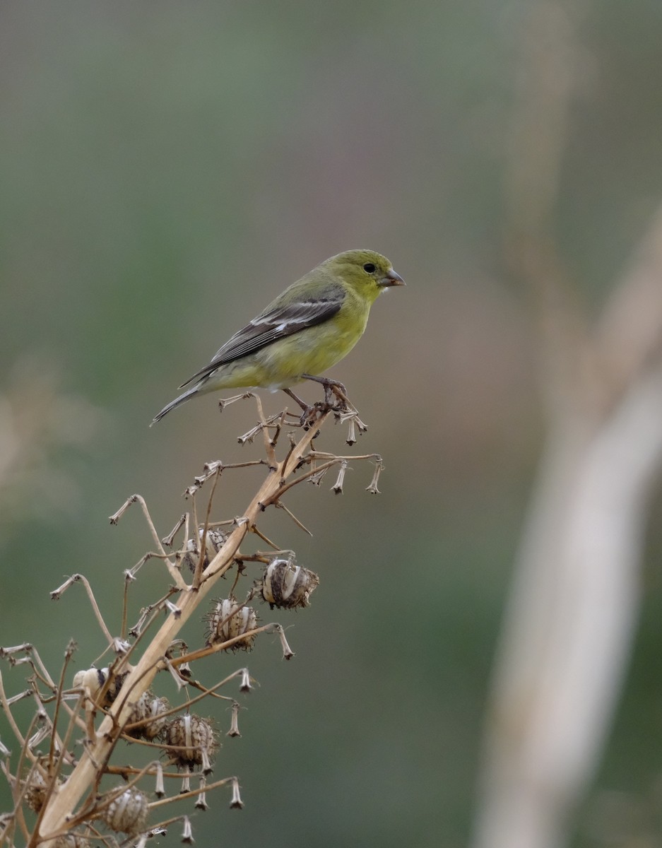 Lesser Goldfinch - ML614604517