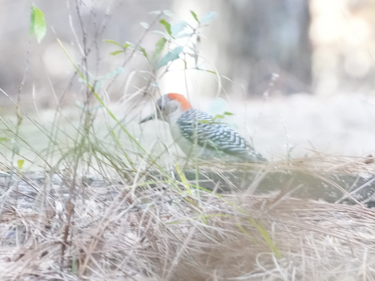 Red-bellied Woodpecker - ML614604524