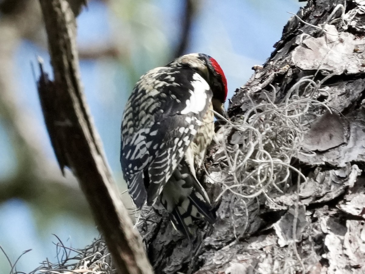 Yellow-bellied Sapsucker - ML614604562