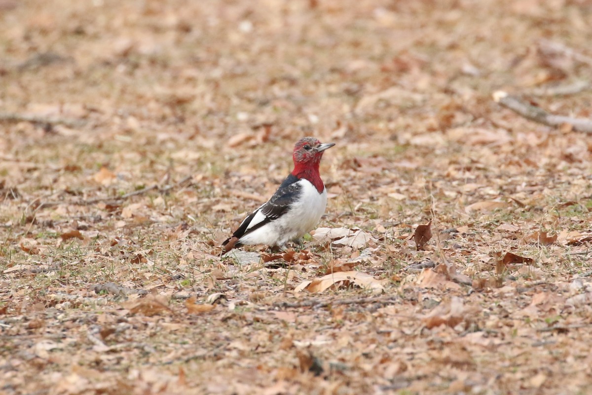 Red-headed Woodpecker - Ethan Goodman
