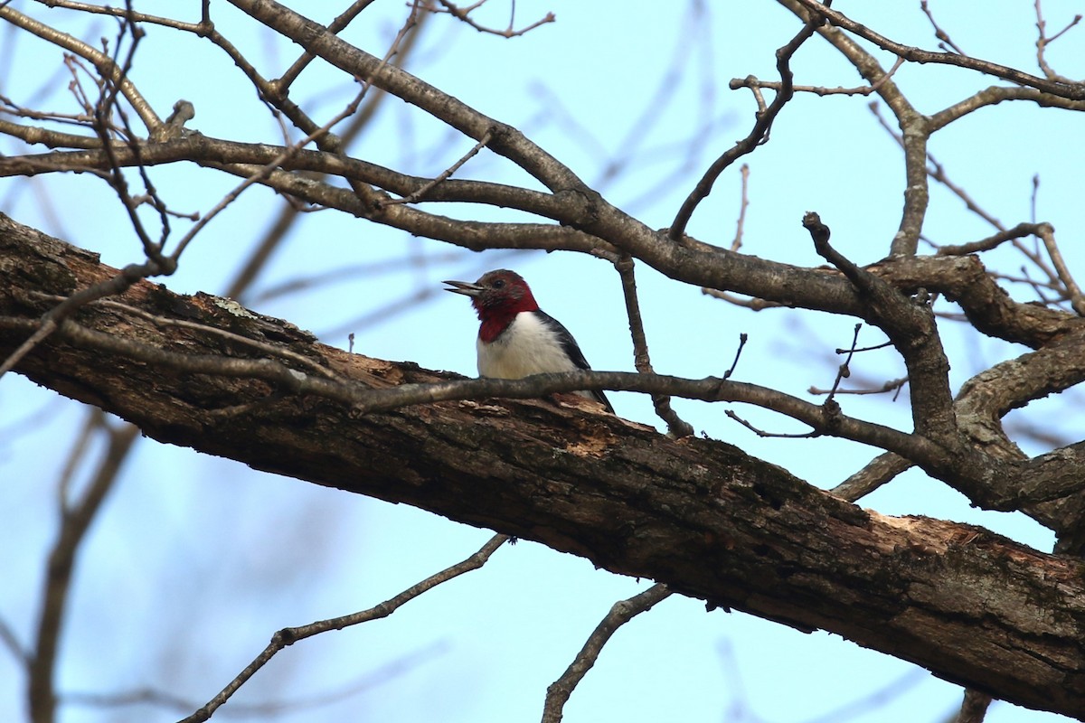 Red-headed Woodpecker - ML614604603