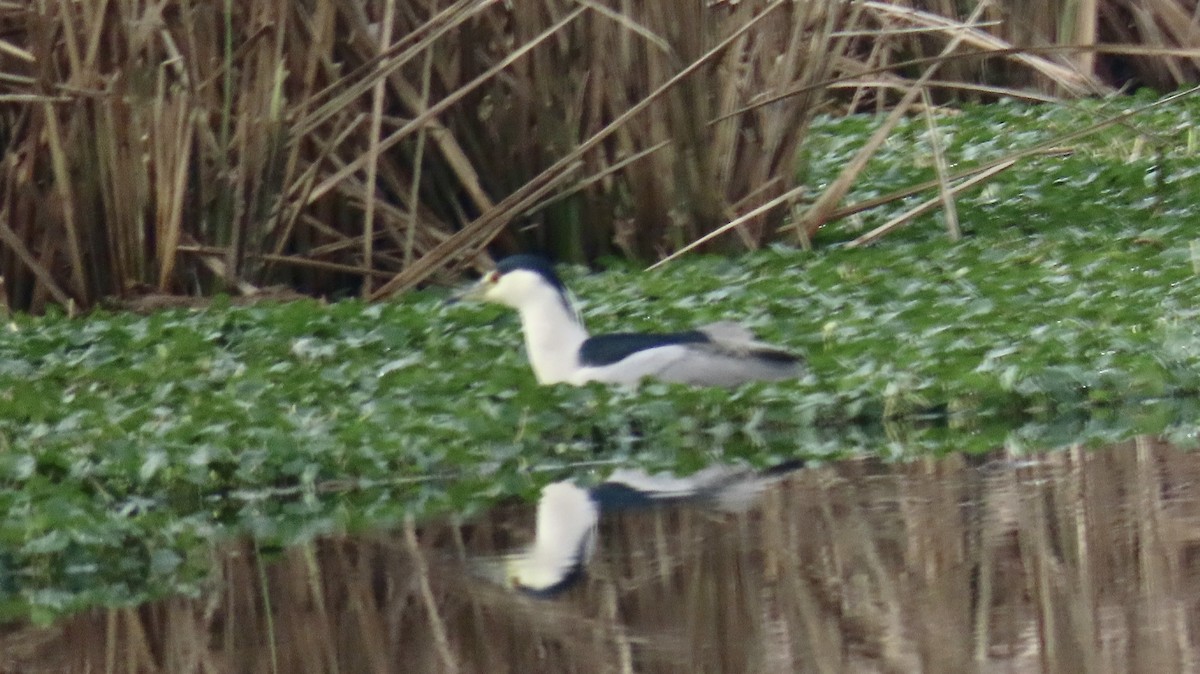 Black-crowned Night Heron - Susan Talburt