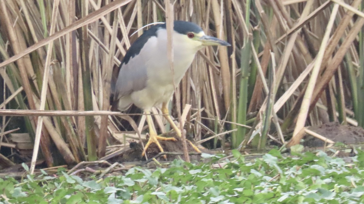 Black-crowned Night Heron - Susan Talburt