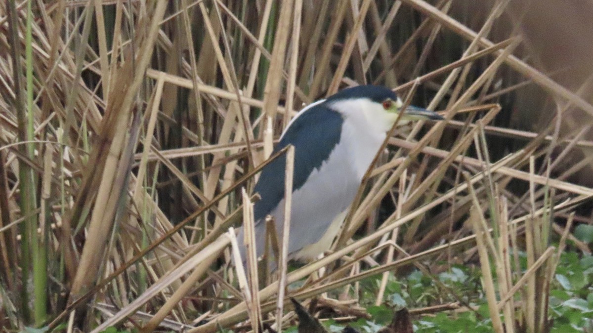 Black-crowned Night Heron - Susan Talburt