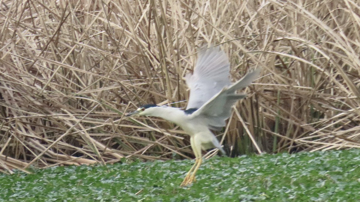 Black-crowned Night Heron - ML614604613