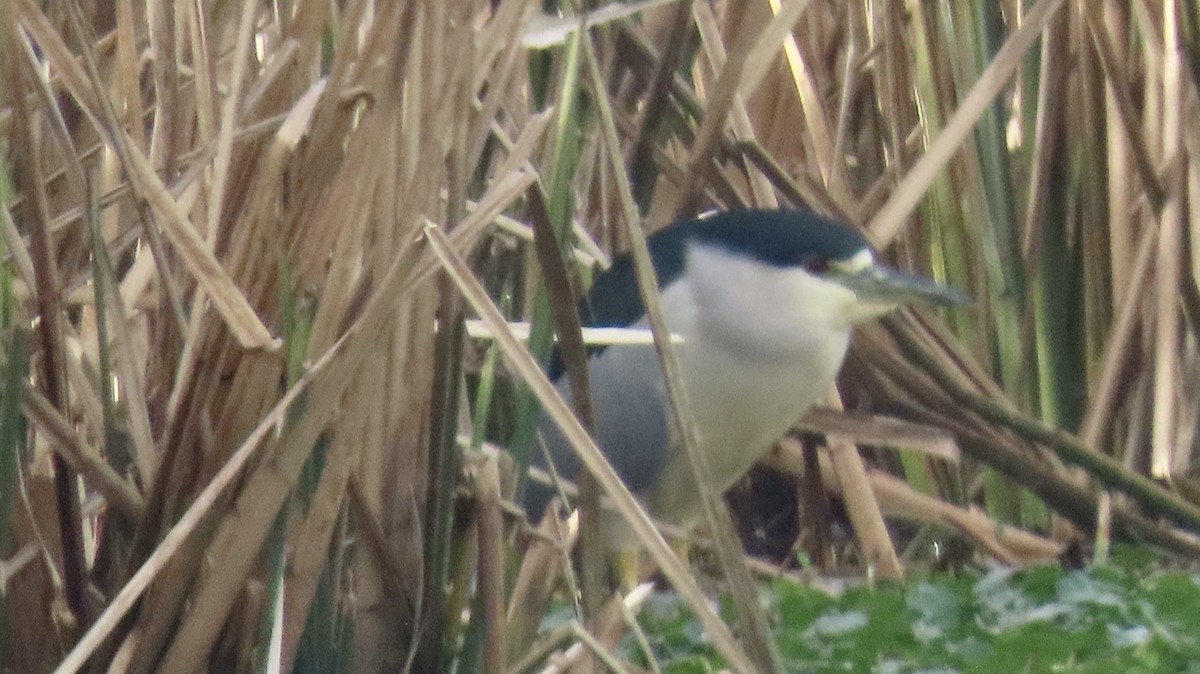 Black-crowned Night Heron - Susan Talburt