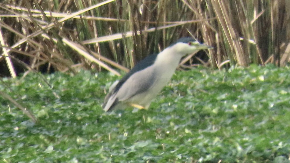 Black-crowned Night Heron - ML614604624