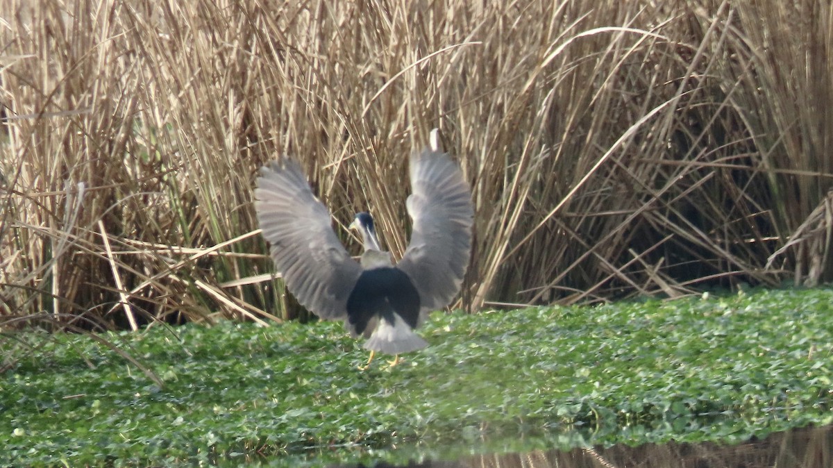 Black-crowned Night Heron - Susan Talburt