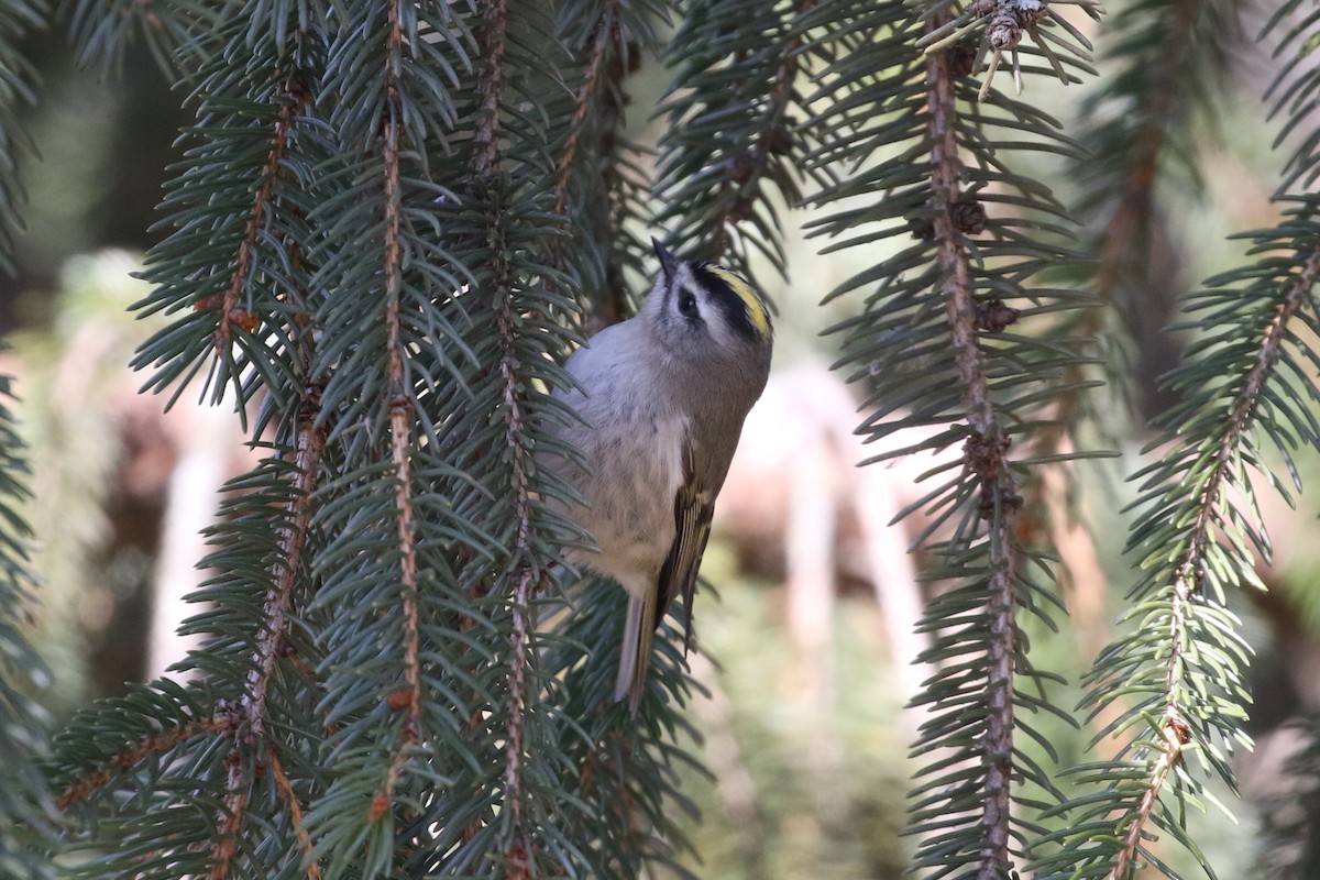 Golden-crowned Kinglet - Ethan Goodman